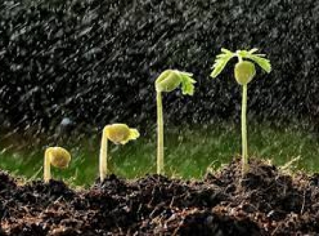 Início da safra de soja do Brasil deve contar com chuvas para plantio, diz meteorologia